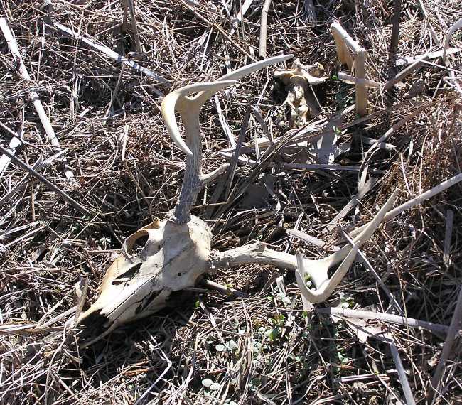 Seven point buck deer skull on ground