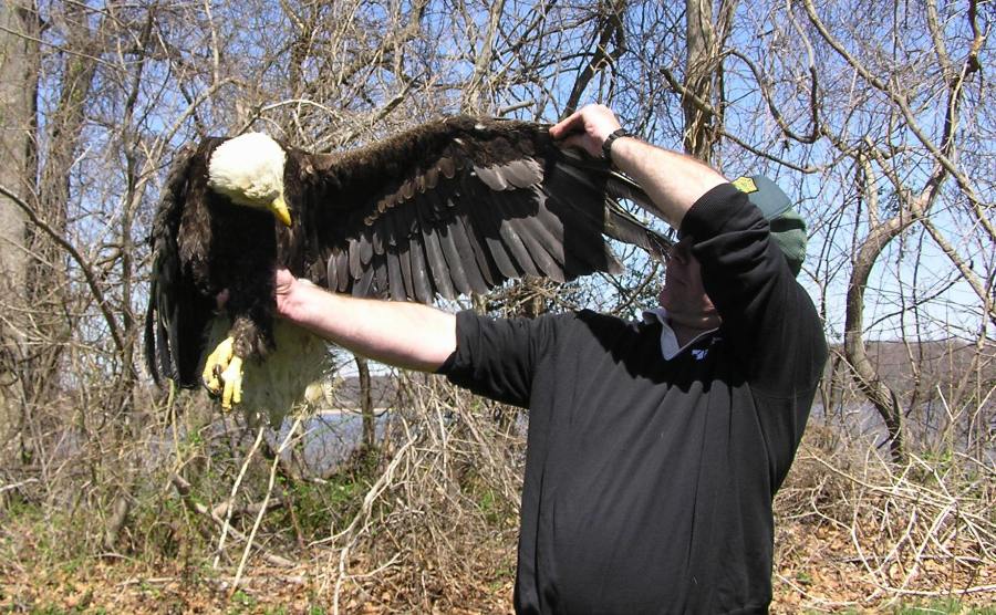 Greg stretching one wing of the eagle