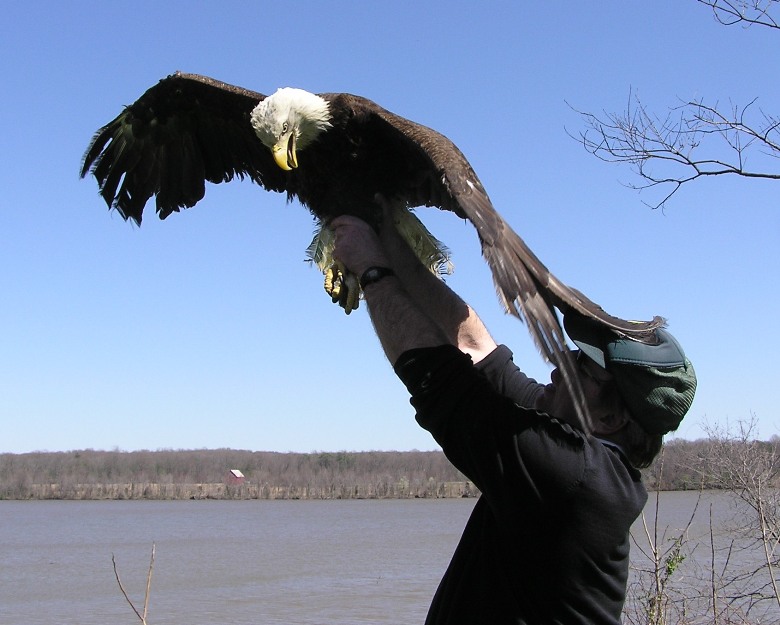 Greg lifting the eagle up high so it can flap its wings