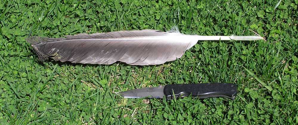 Eagle feather with my knife for comparison