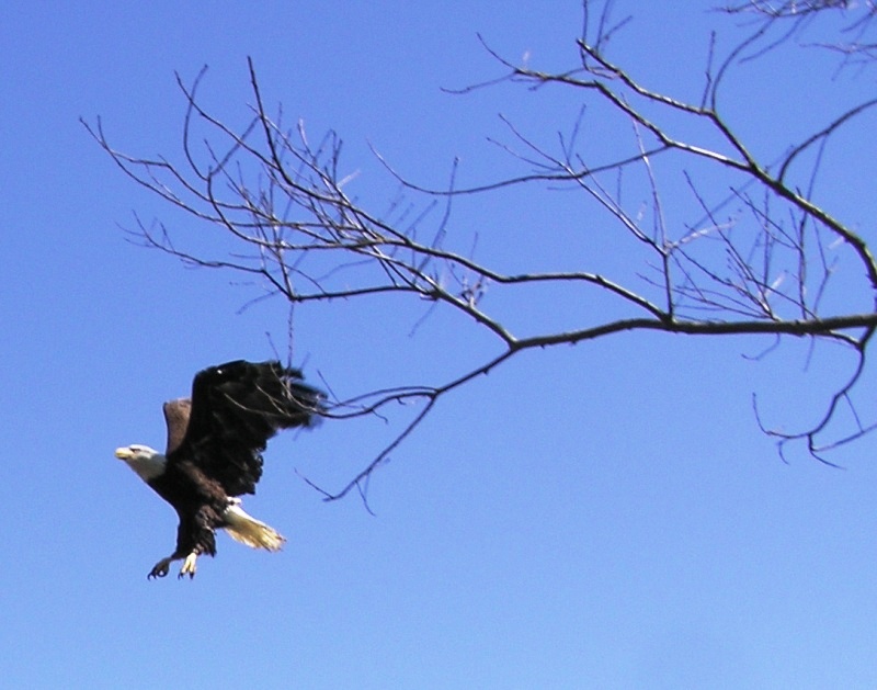 Eagle in flight