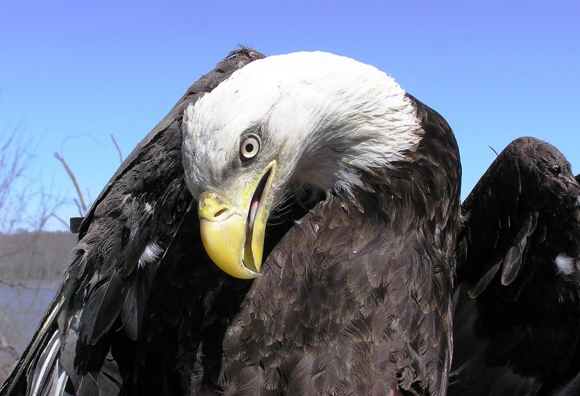 Close-up of eagle face