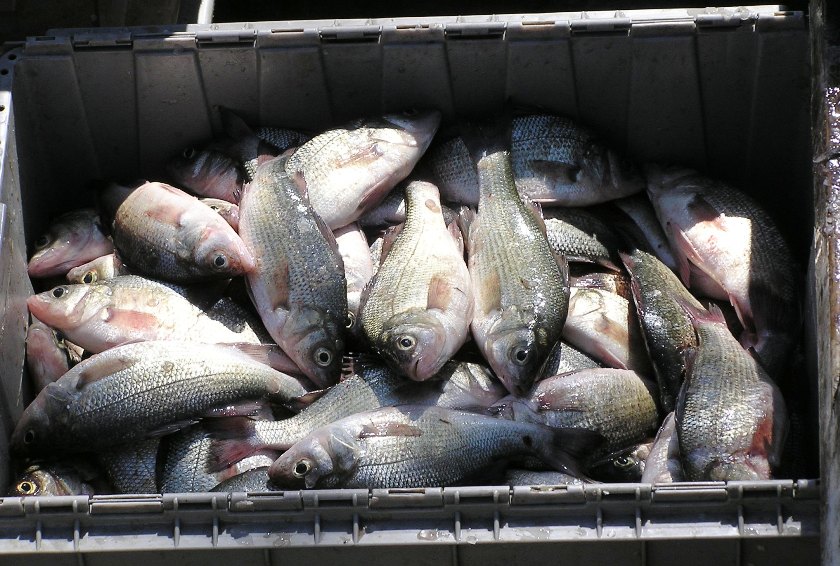 Box full of perch