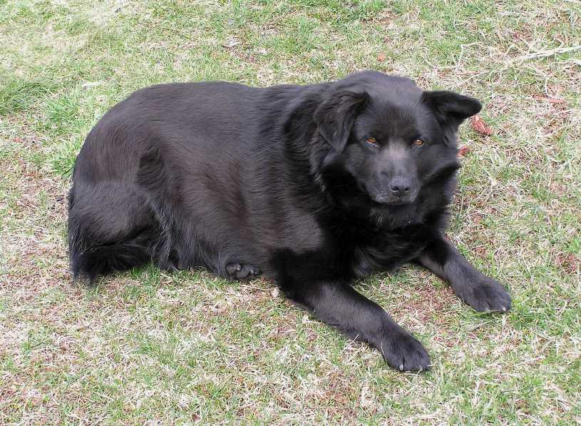 Husky black dog