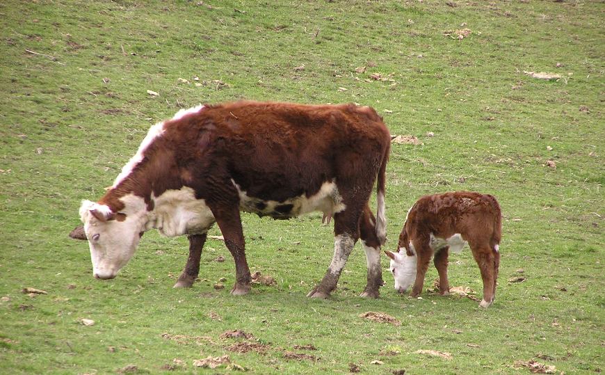 Calf with its mother