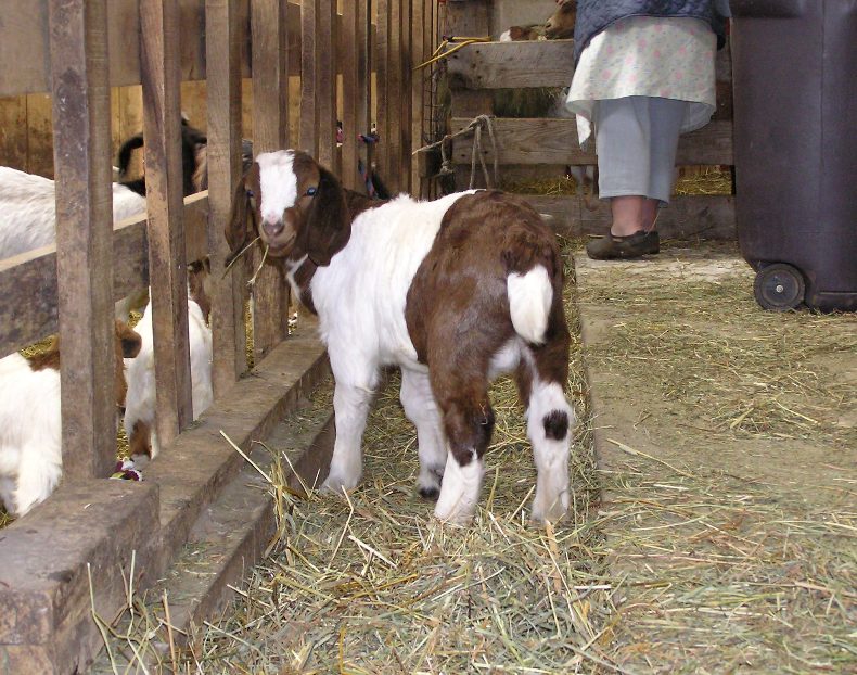 Baby goat with hay in its mouth