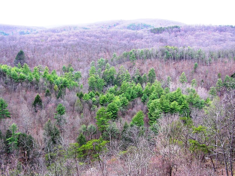 Scenic view of trees on a hill