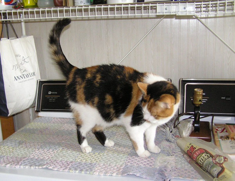 Mitzi, a calico, on washer and dryer, looking away