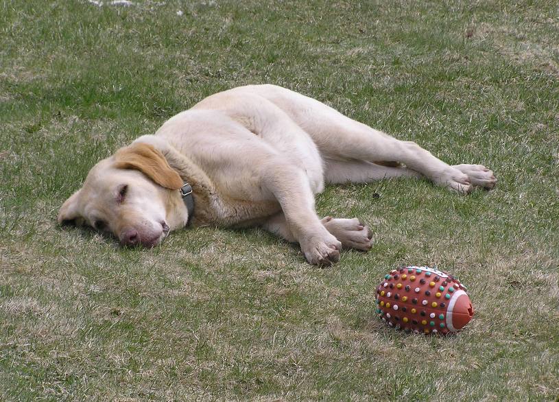 Blonde dog Tasha sleeping.  No, she isn't worn out from chasing the football.