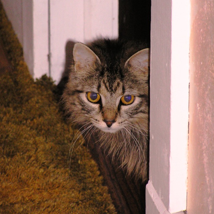 Long-haired Tigger, looking around the corner