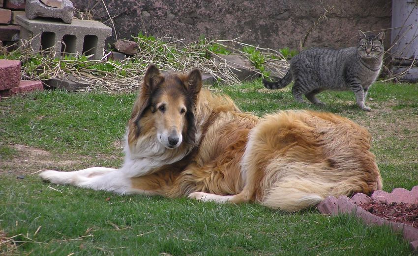 Collie Toby resting with cat.  This cat will actually lay against Toby.