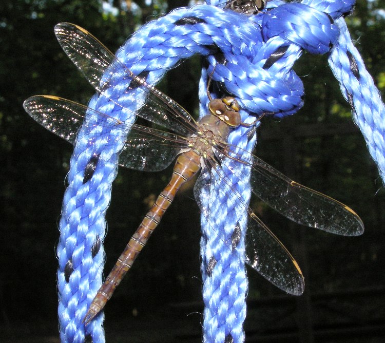 Dragonfly on a blue rope