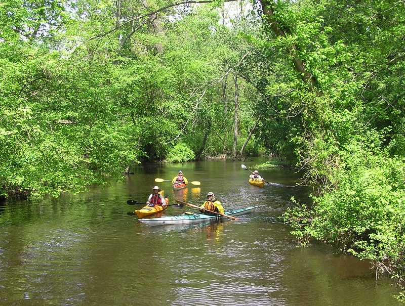 Four kayakers on tree-lined creek