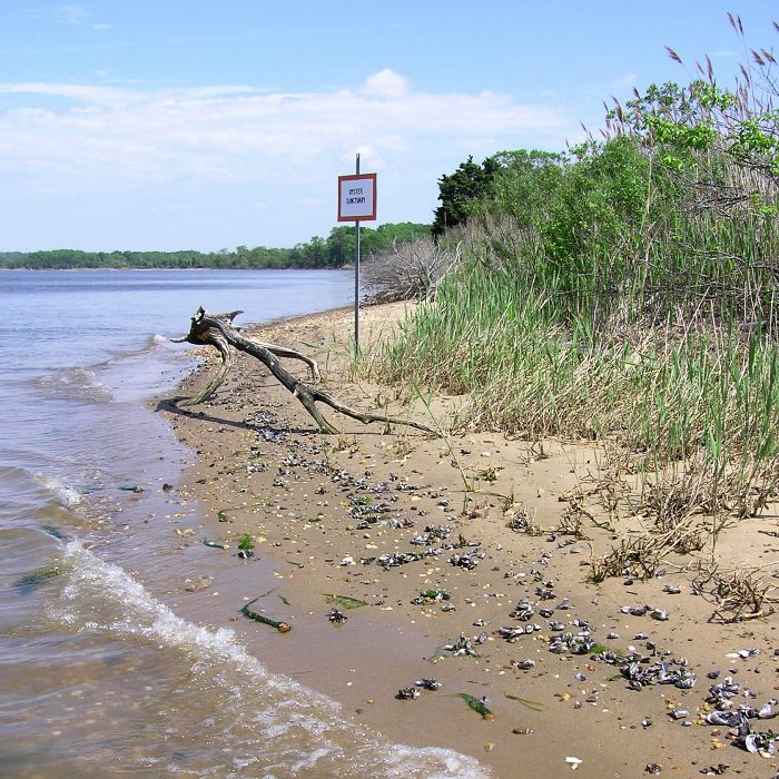 Beach with sign reading 'oyster sanctuary'