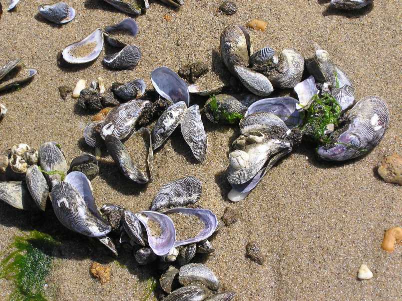 Close-up view of shells on beach