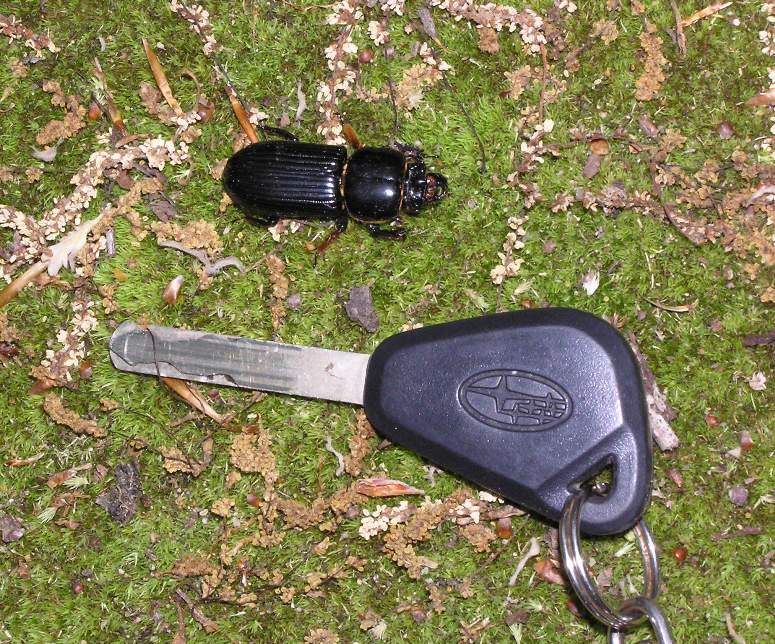 Very shiny patent-leather beetle next to my key