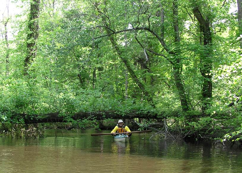 Ralph about to paddle under low fallen tree