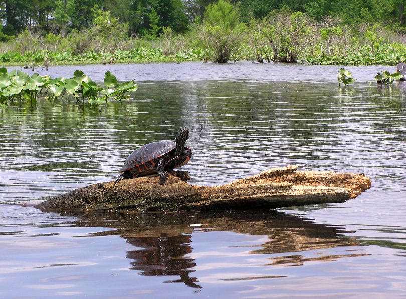 Turtle on log