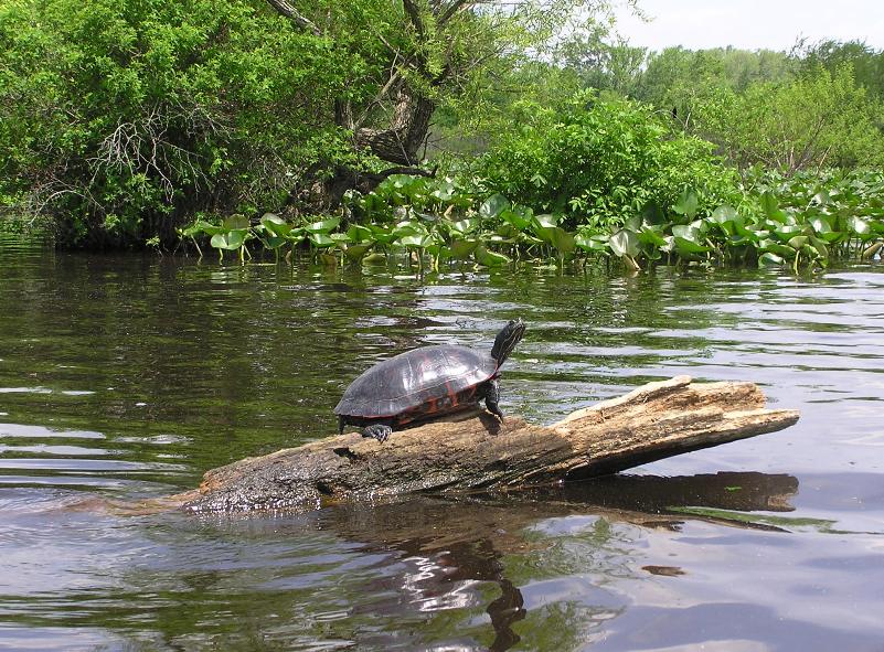 Profile of same turtle