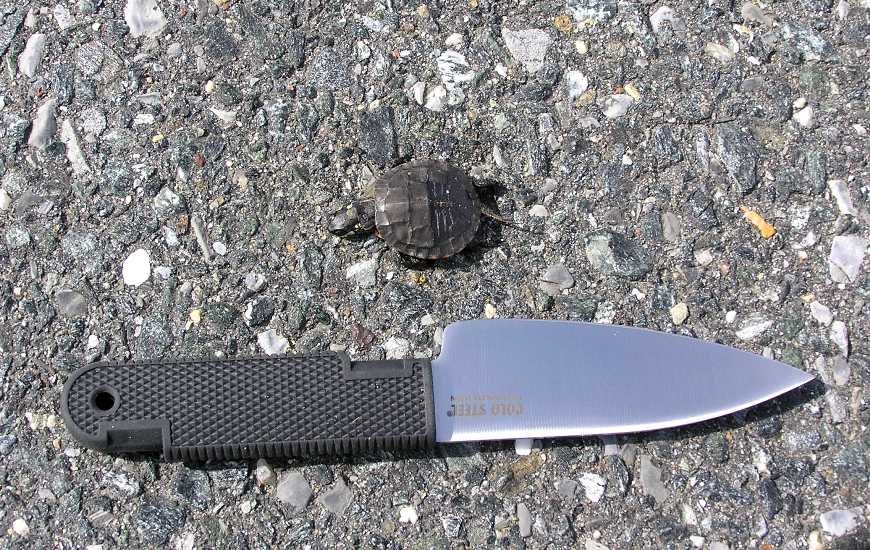 Dead turtle on road with my knife next to it for size comparison