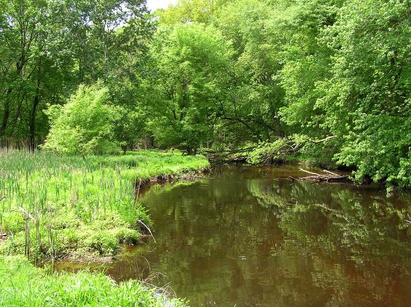 Lush greenery by water