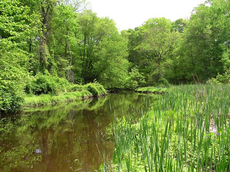 More lush greenery by water