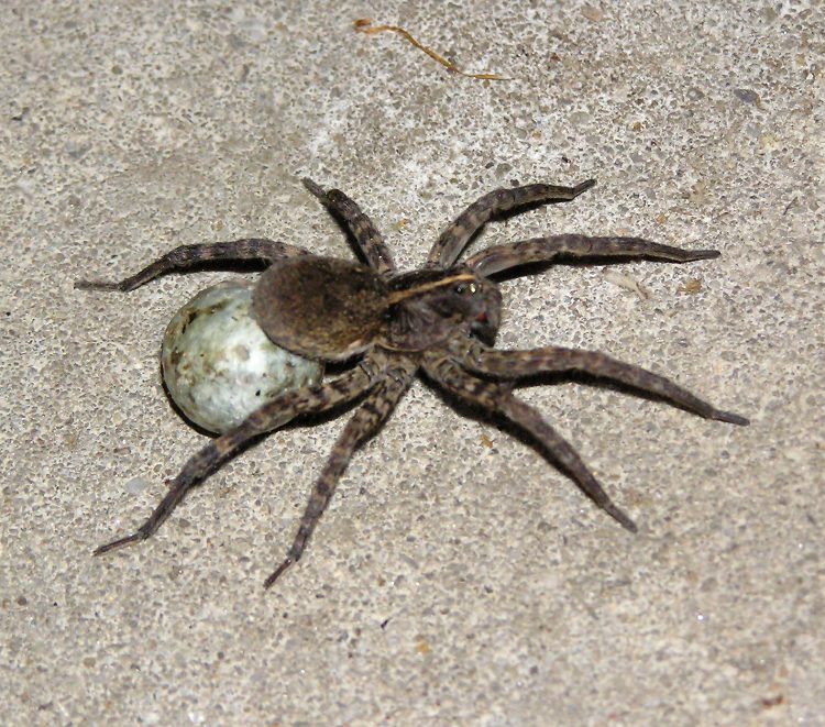 Wolf spider carrying an egg sack