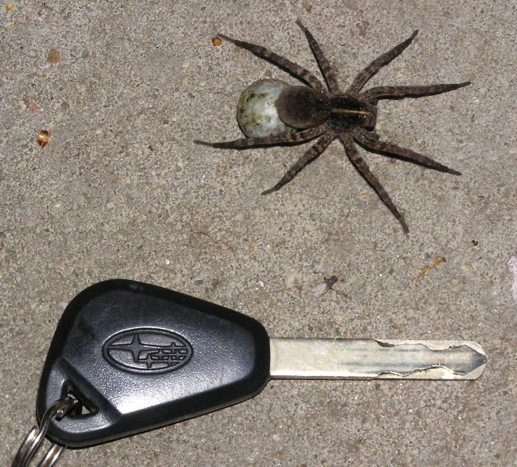 Wolf spider next to my car key for comparison