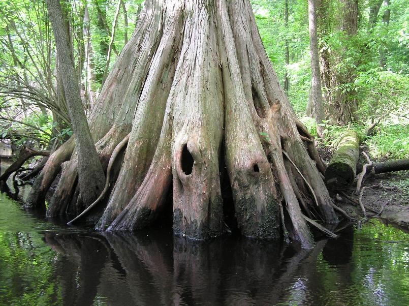 Cypress roots above the water