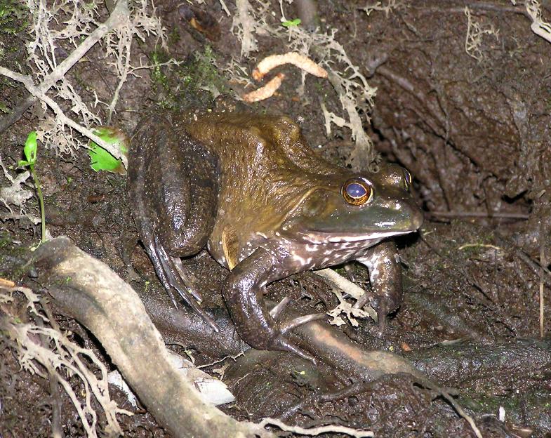 Large frog on muddy shore