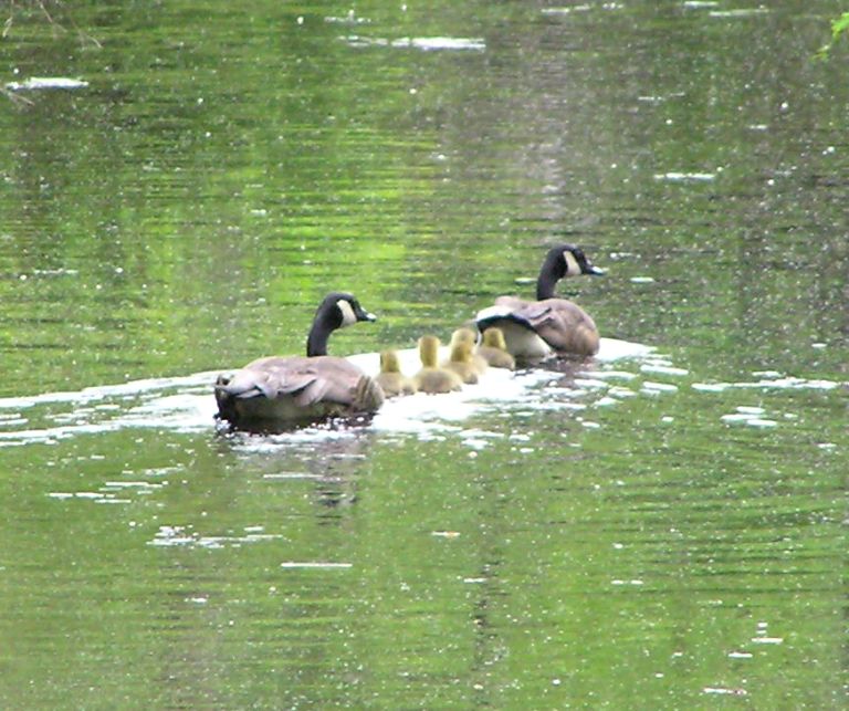 Family of Canada geese on water