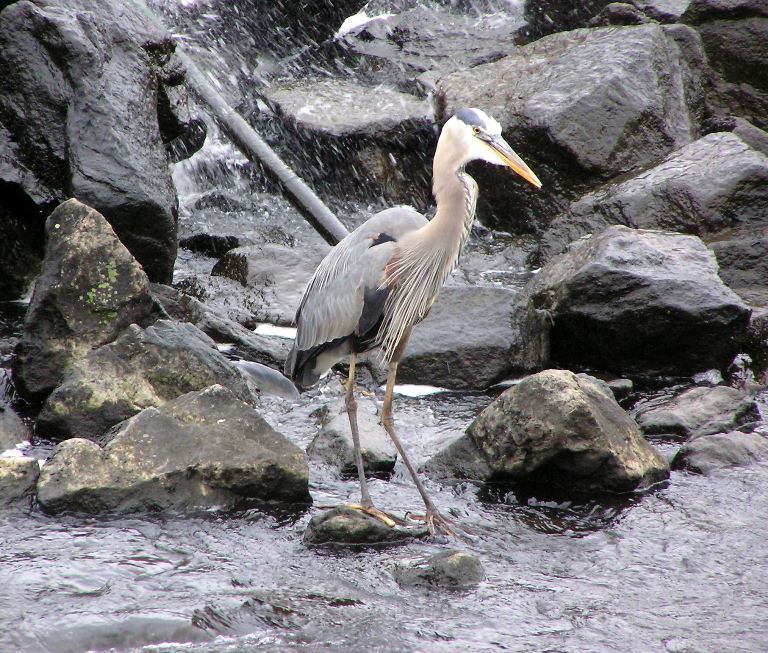 Great blue heron on rocks