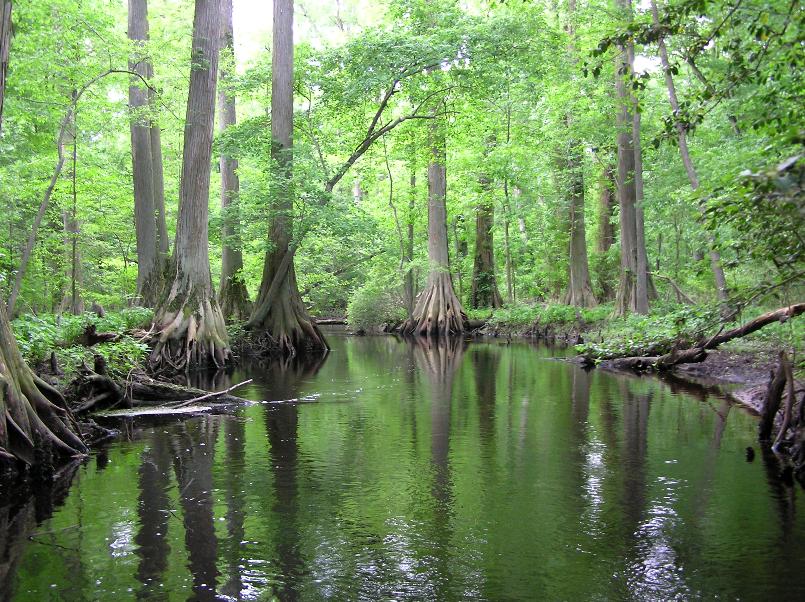 Cypress tree lined waterway