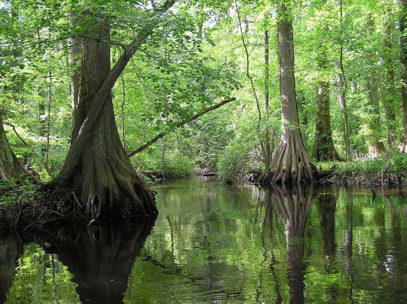 Another view of cypress tree lined waterway