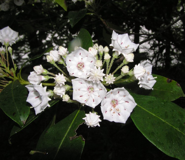 White mountain laurel flowers