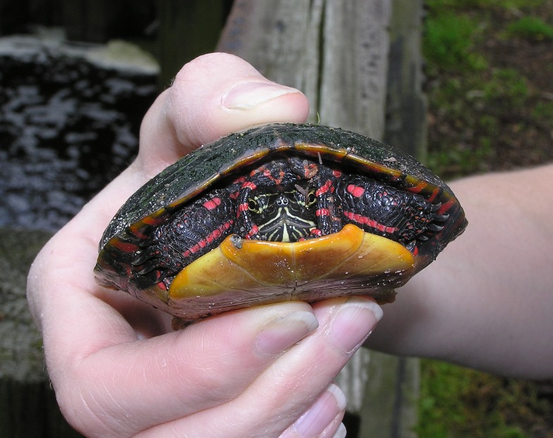 Holding what I think is a red-eared slider turtle