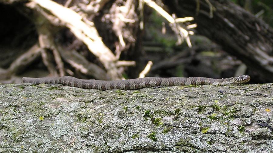 Northern water snake