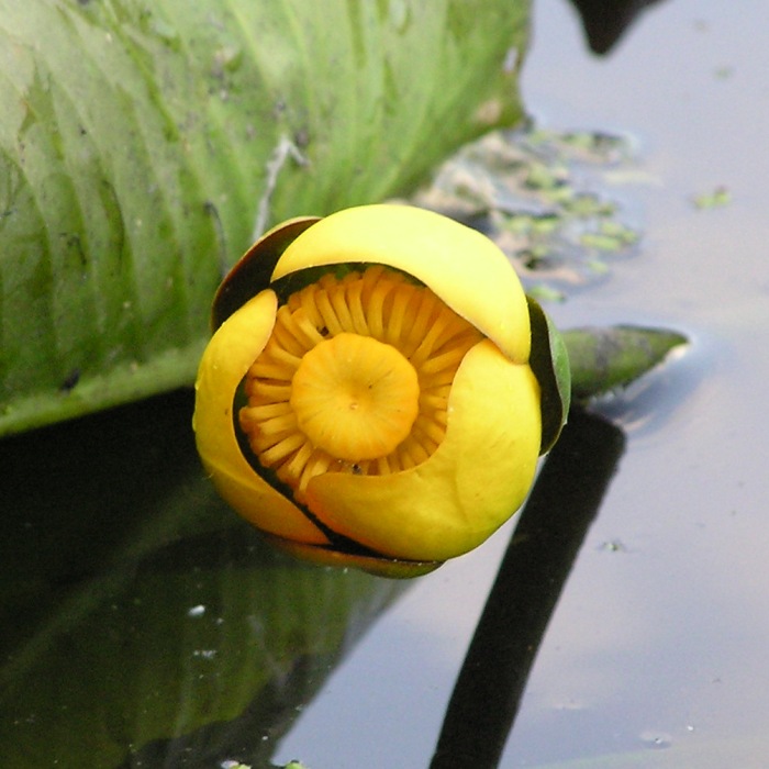 Yellow spatterdock flower