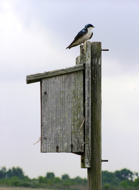 Small bird perched by bluebird box