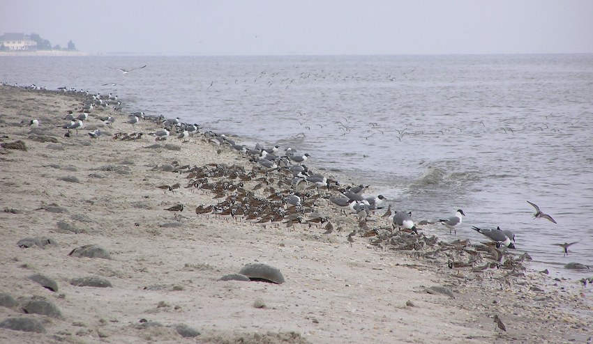 Various birds on the beach, including red knots