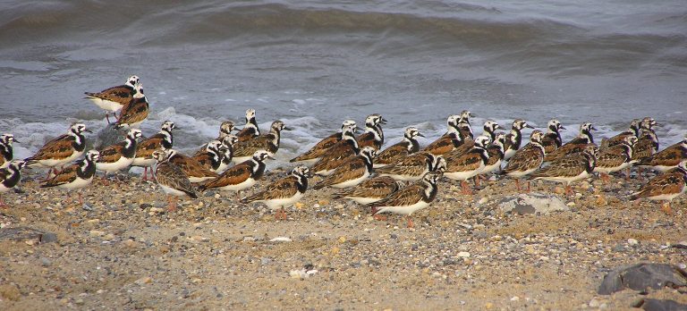 Numerous ruddy turnstone birds on the beach with water behind