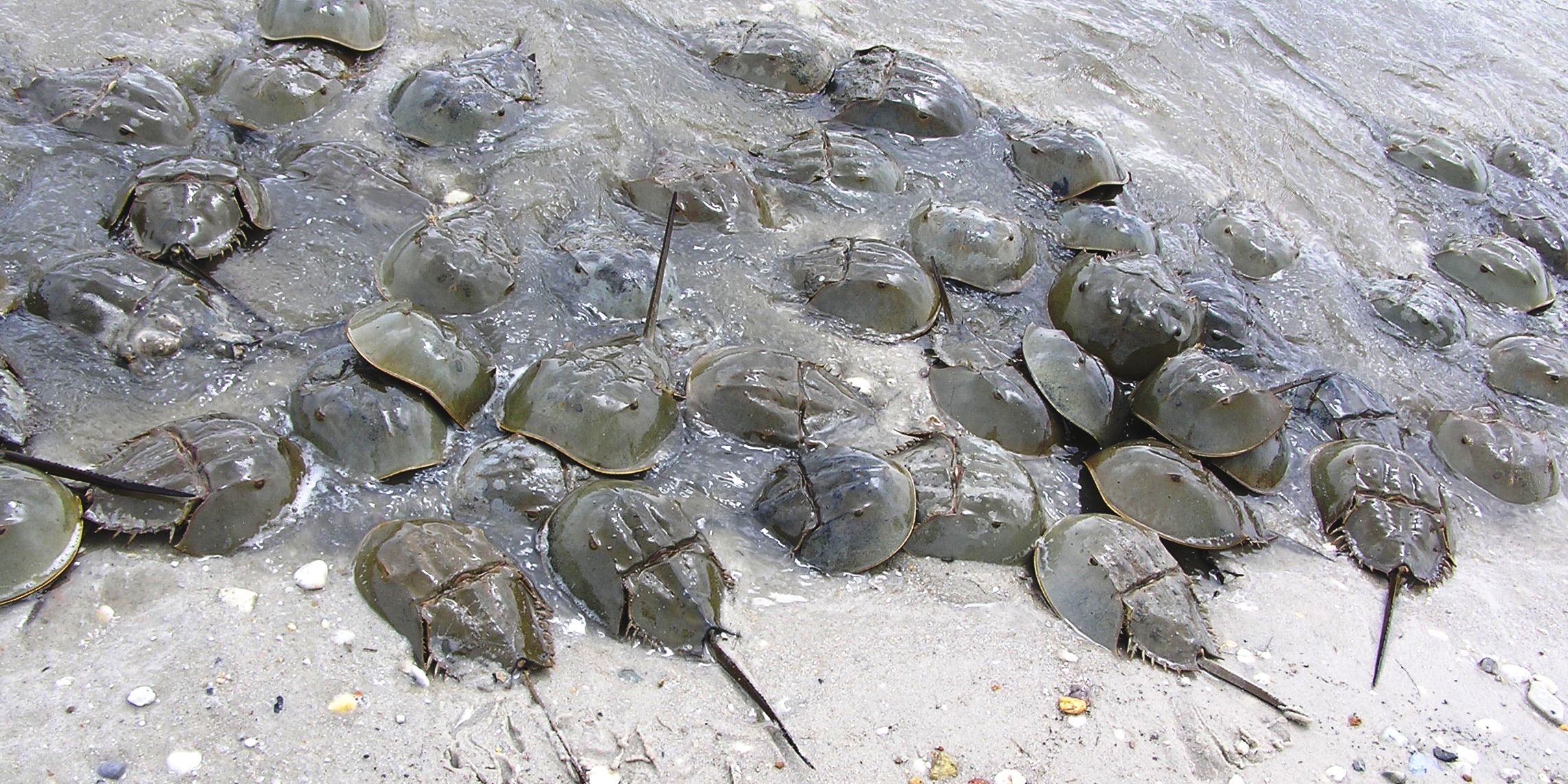 Several horseshoe crabs at the waters edge