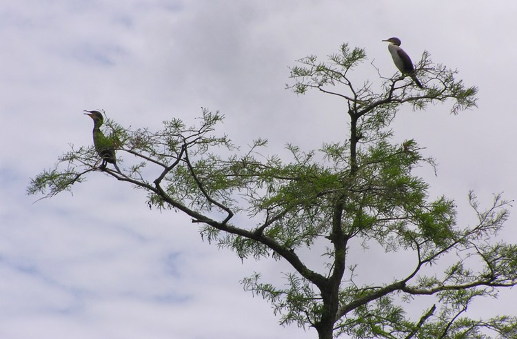 Two cormorants in a tree