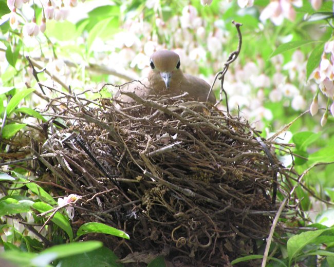 Dove in nest looking at me