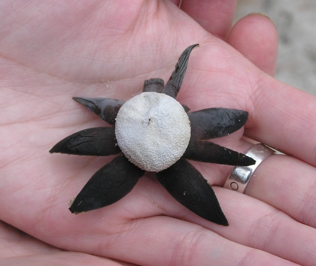 Crowned earthstar in Norma's hand; a white puffball with dark things that look like petals