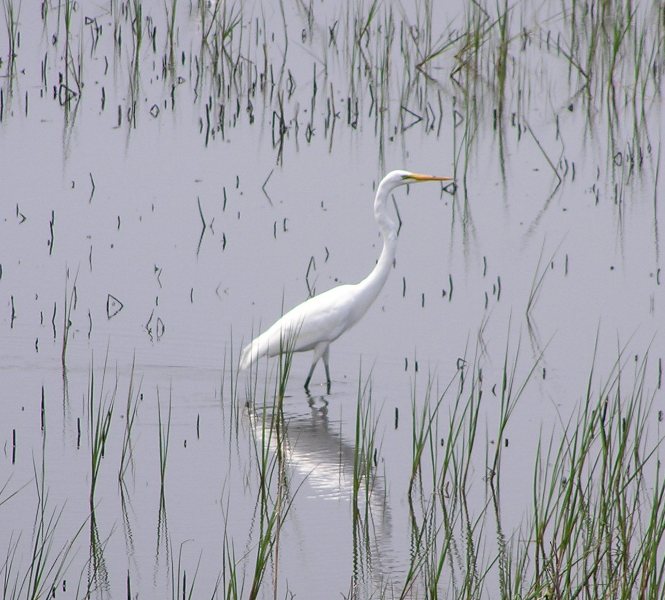 Egret standing in the water