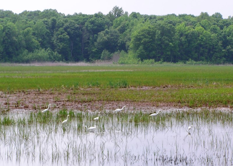 Seven egrets wading