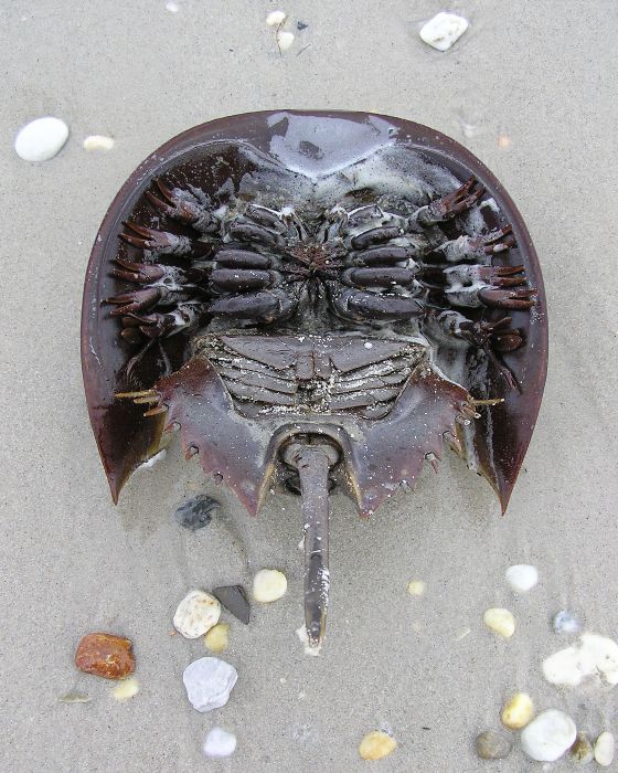 Underside of female horseshoe crab