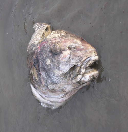 Fish head