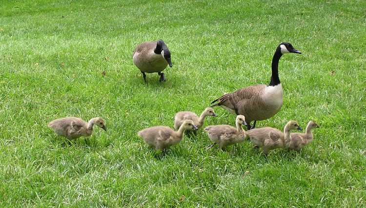 Two geese and six goslings